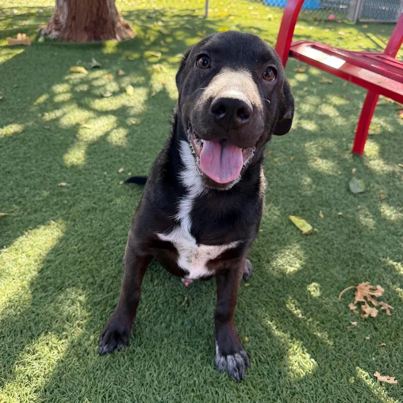 A baby small-sized male Black Labrador Retriever dog named Tater Tot for adoption in Buellton, CA