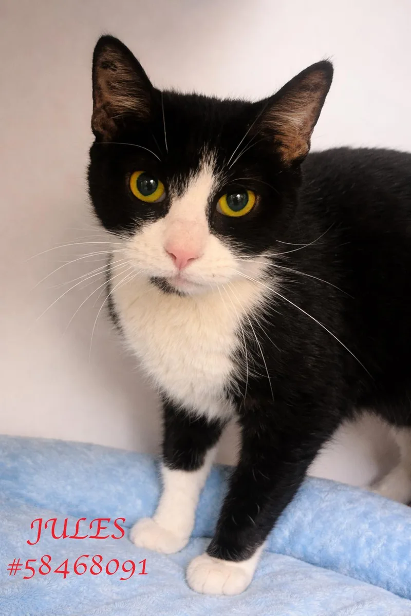 An adult medium-sized male Black & White / Tuxedo Tuxedo cat named Jules for adoption in Wilkes Barre, PA