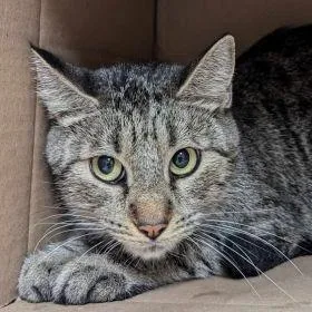 A senior medium-sized female Domestic Short Hair cat named Aspen for adoption in Milan, IL