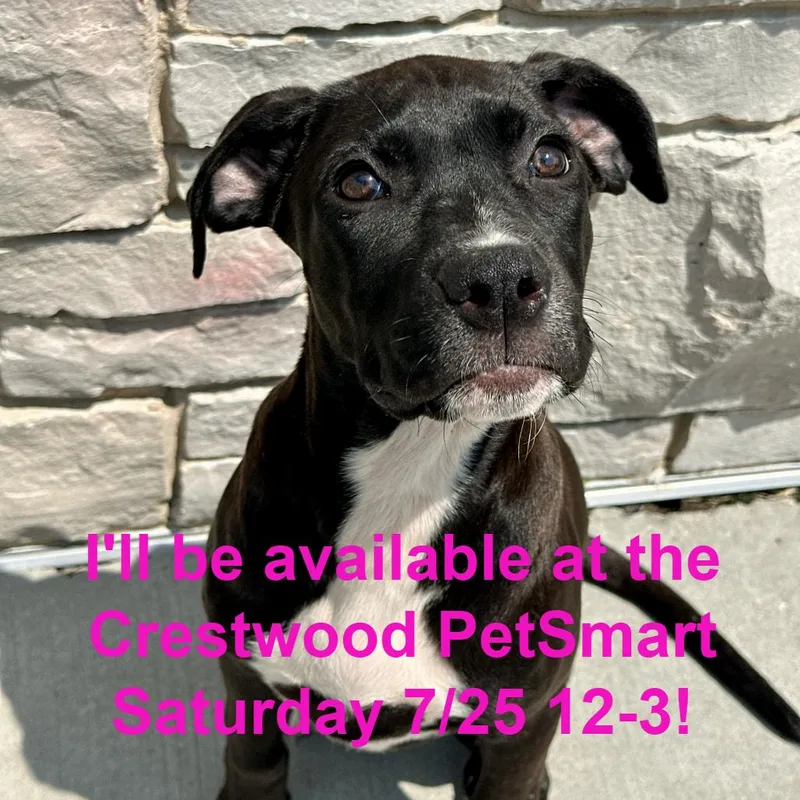 A baby small-sized female Black Labrador Retriever dog named Fencer for adoption in Matteson, IL