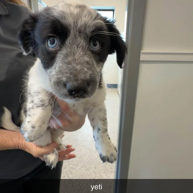 A baby small-sized male Cattle Dog named Yeti for adoption in Prineville, OR