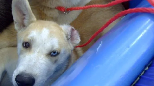 A baby large-sized male Mixed Breed dog named Apollo for adoption in Dallas, TX