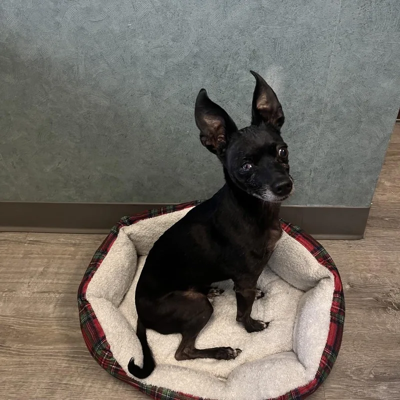A senior small-sized female Black Chihuahua dog named Chispita for adoption in Shawnee, KS