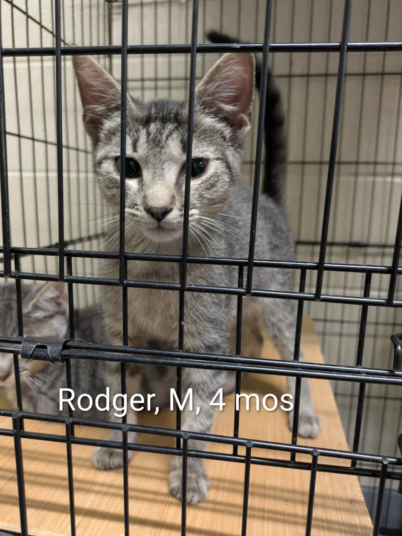 A young small-sized male Tabby (Brown / Chocolate) Domestic Short Hair cat named Rodger for adoption in Bedford, VA