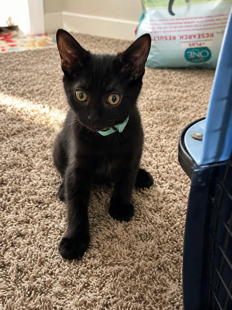 A baby small-sized male Domestic Short Hair cat named Groot for adoption in Rio Linda, CA