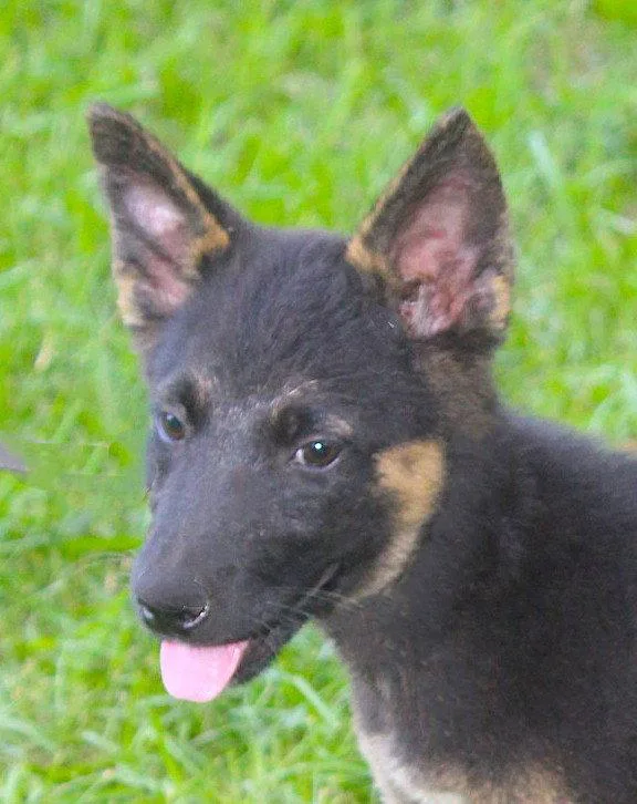 A baby large-sized female German Shepherd Dog dog named Jazz wksSpay Contract Required for adoption in Holly Hill, SC