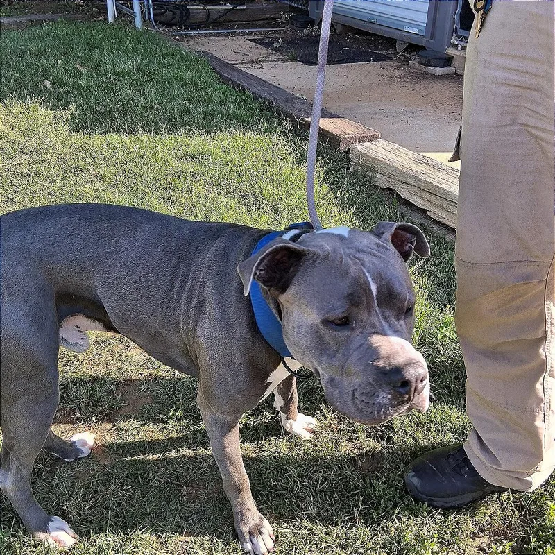 An adult medium-sized male Gray / Blue / Silver Pit Bull Terrier dog named Smokey for adoption in Denison, TX