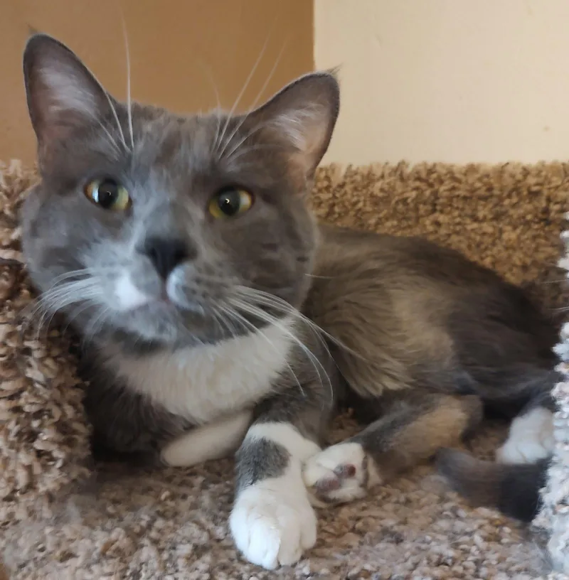 An adult medium-sized male Domestic Short Hair cat named Beans for adoption in Phoenix, AZ