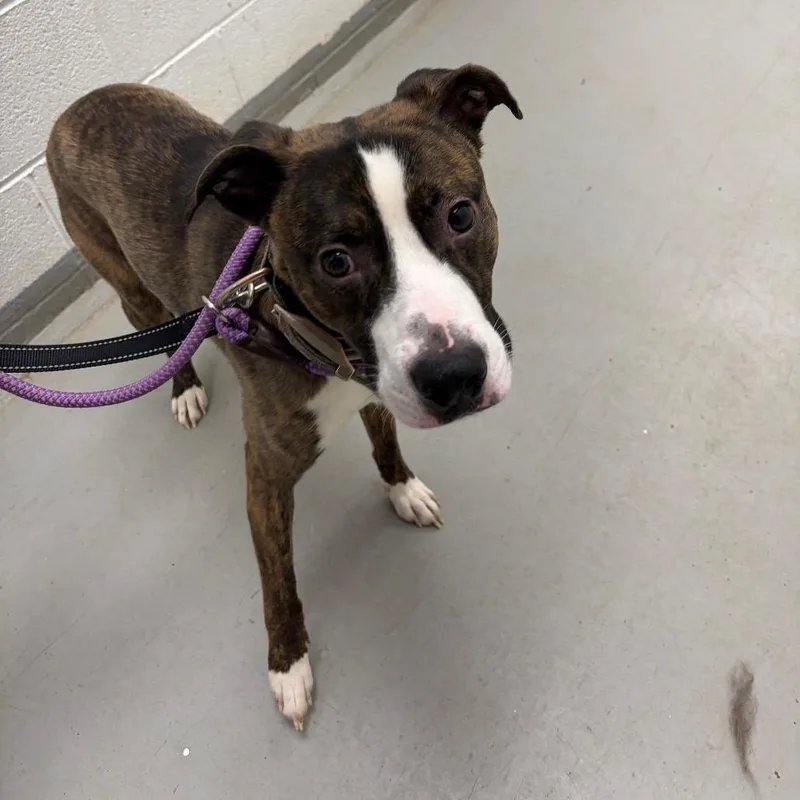 An adult medium-sized male Brindle Mixed Breed dog named Tomahawk for adoption in Troy, VA