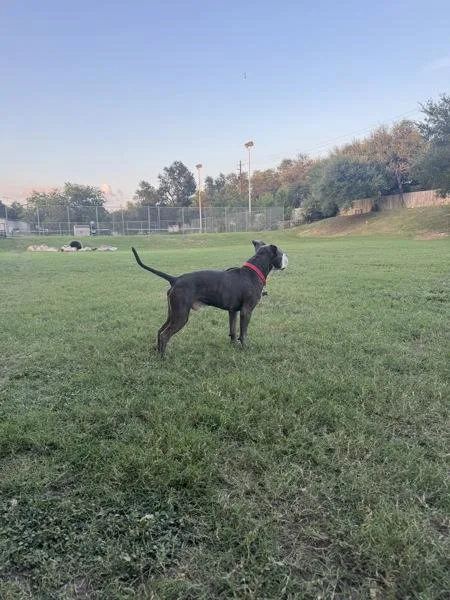 An adult large-sized male Mixed Breed dog named Artie for adoption in Austin, TX
