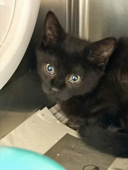 A baby small-sized male Domestic Short Hair cat named Nick for adoption in Madison, NJ