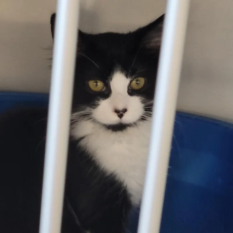 A baby small-sized male Domestic Medium Hair cat named Dobby for adoption in Monroe, MI