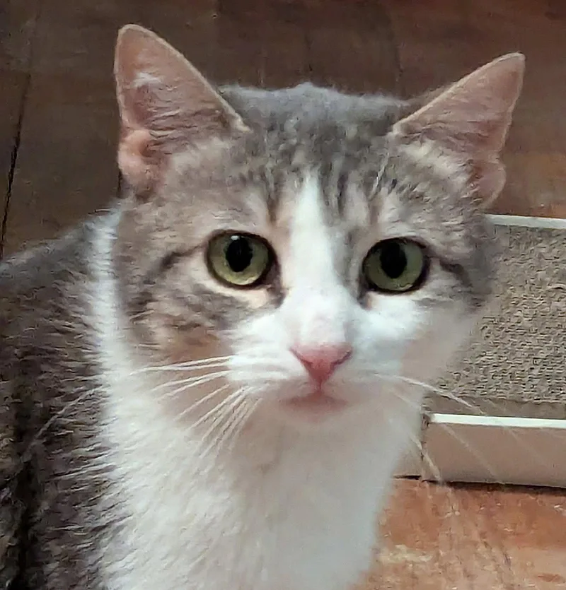 Bella Mia