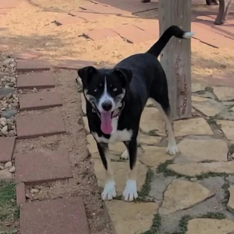 An adult large-sized male Black Mixed Breed dog named Jameson for adoption in Galveston, TX