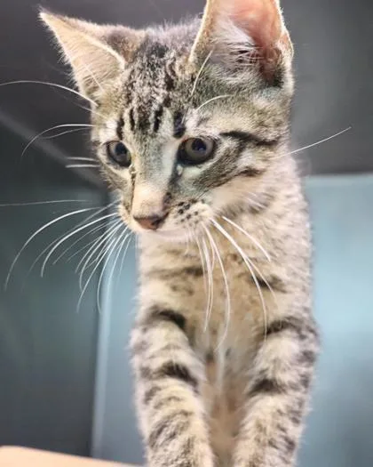 A baby small-sized male Domestic Short Hair cat named Mika for adoption in New Orleans, LA