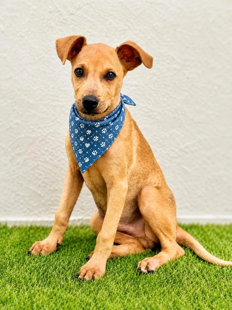A baby small-sized male Brown / Chocolate Labrador Retriever dog named Bongo for adoption in North Reading, MA