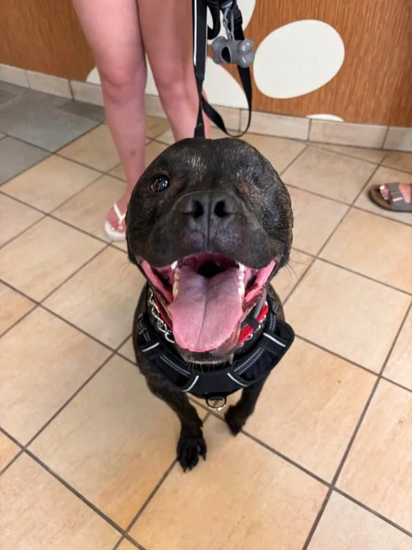 An adult large-sized male Pit Bull Terrier dog named Bruce Fka Moon Bean for adoption in Virginia Beach, VA