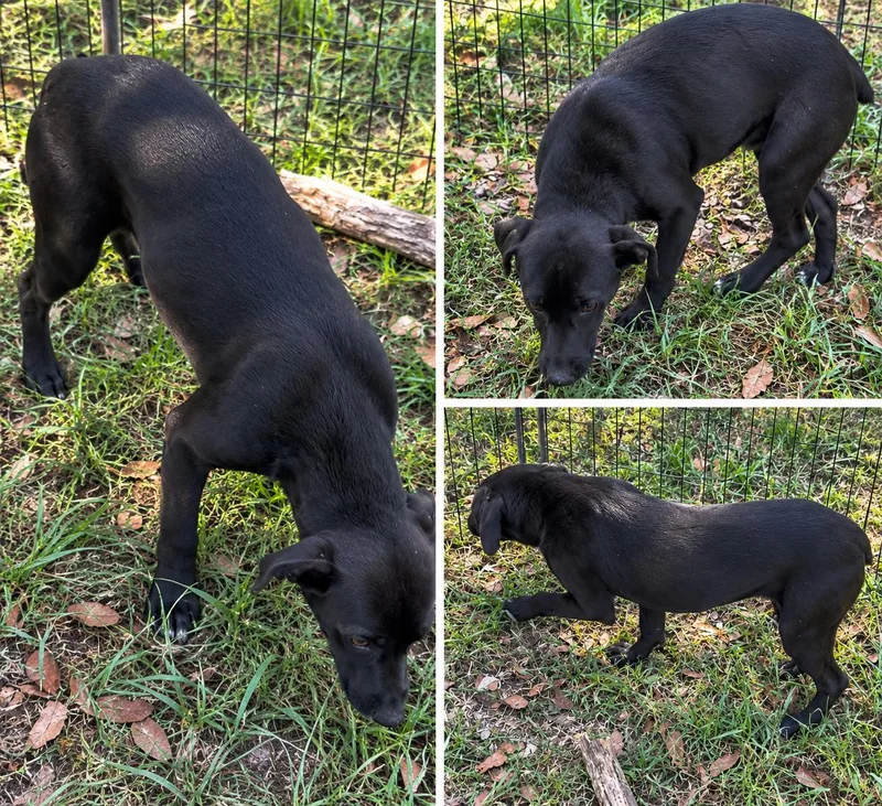 A baby medium-sized female Labrador Retriever dog named May for adoption in Kiln, MS