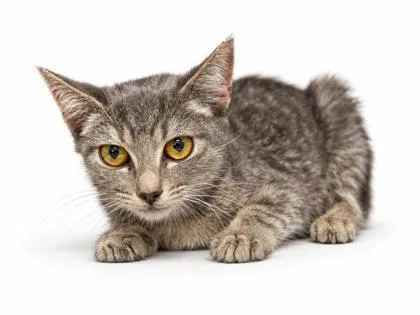 A baby small-sized female Domestic Short Hair cat named Bugsy Girl for adoption in Bowling Green, KY