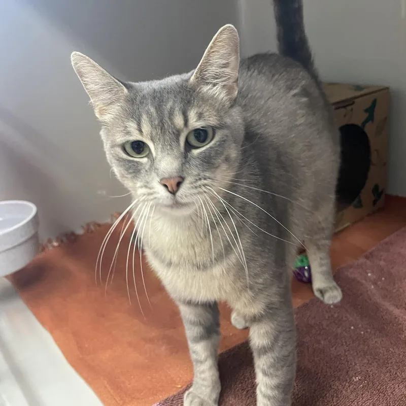 An adult medium-sized female Gray / Blue / Silver Domestic Short Hair cat named Gidget for adoption in Saint Charles, MO