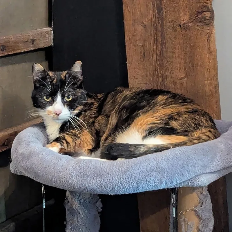 A senior medium-sized female Calico Domestic Short Hair cat named Amber for adoption in Schnecksville, PA