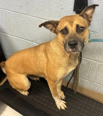An adult large-sized female Mixed Breed dog named Blaise Zibini for adoption in Chamblee, GA