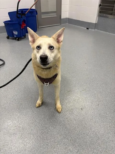 A young large-sized female German Shepherd Dog dog named Moon Moon for adoption in Indianapolis, IN