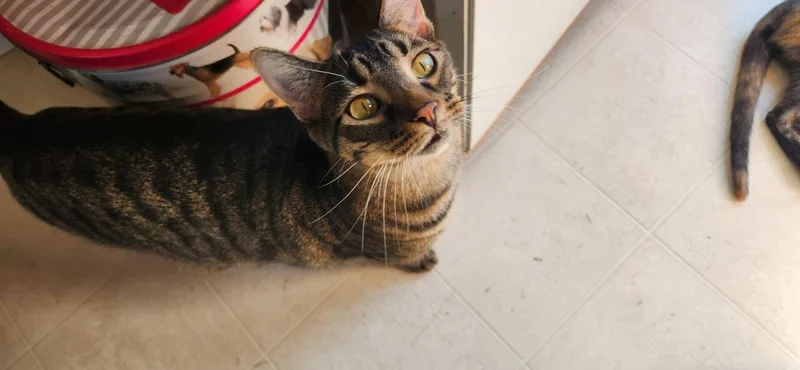 Leonardo And Michelangelo thumbnail 2