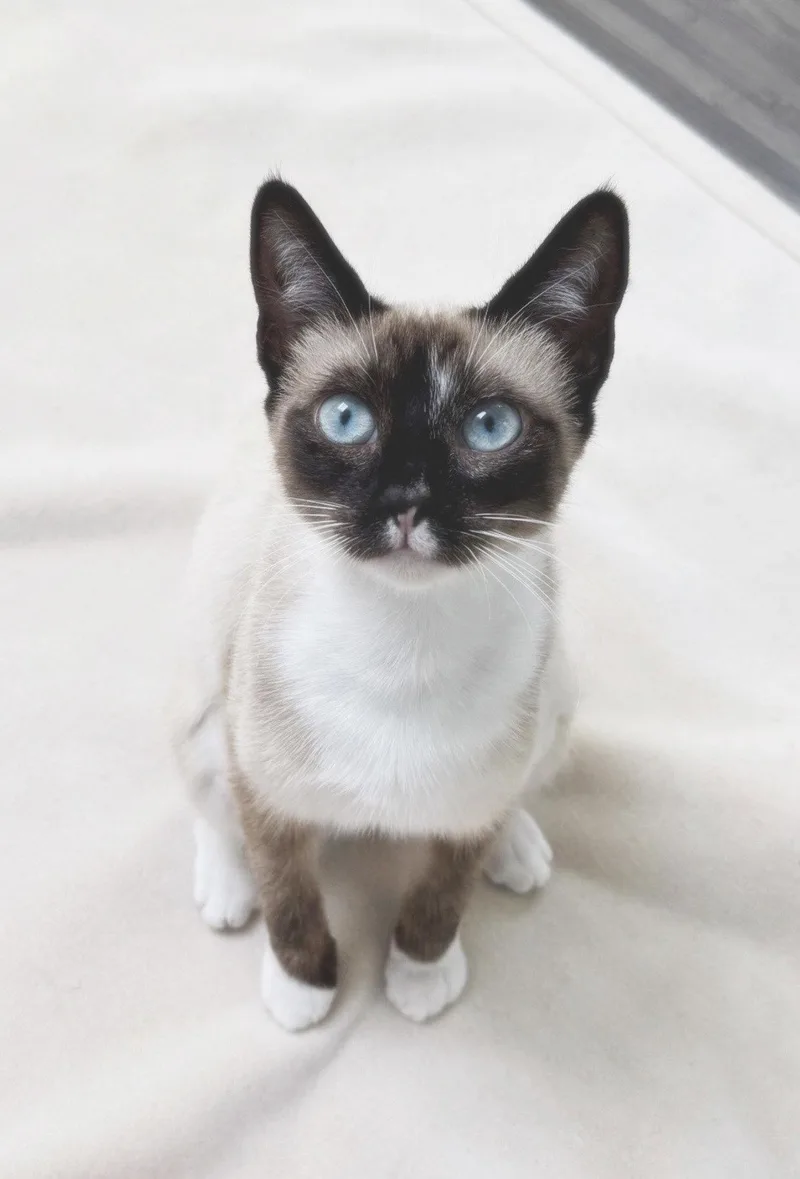 Lulu