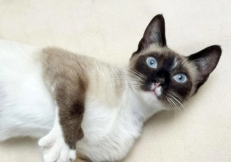 Lulu thumbnail 3