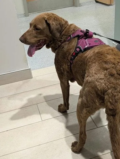 An adult large-sized female Brown / Chocolate Chesapeake Bay Retriever dog named Harper for adoption in Annapolis, MD