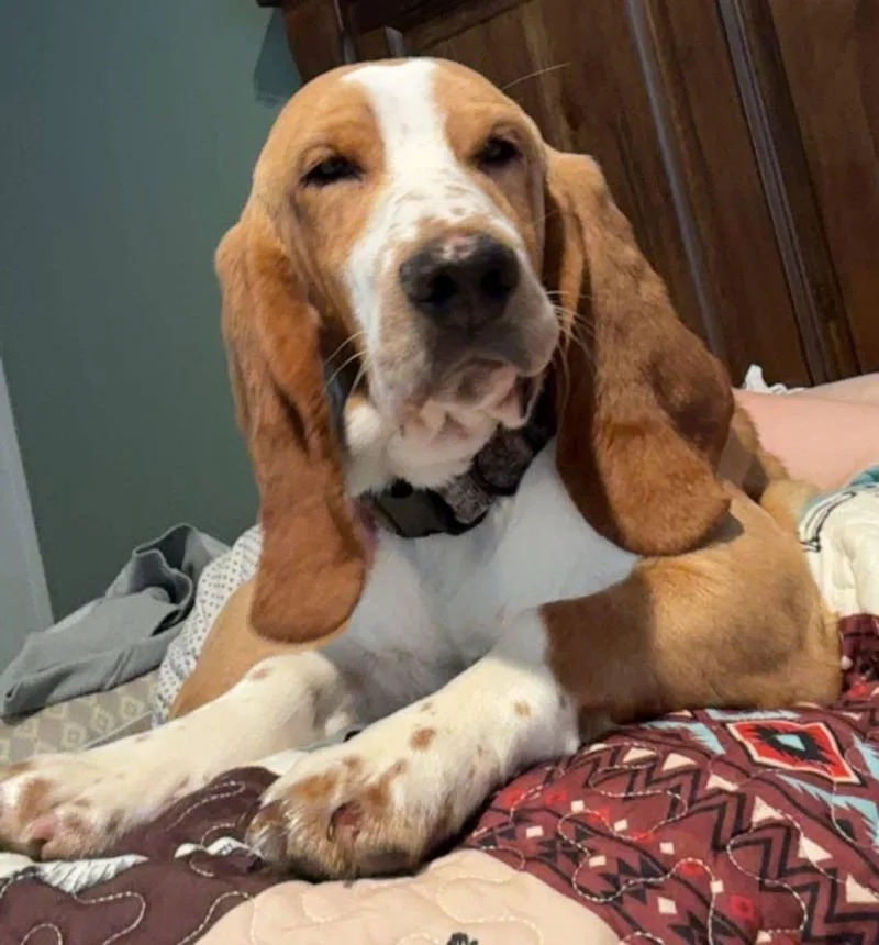 A young medium-sized male White / Cream Basset Hound dog named Rowdy for adoption in Martinsburg, WV