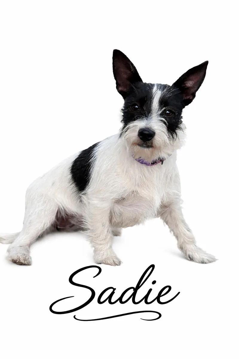 Sadie thumbnail 3