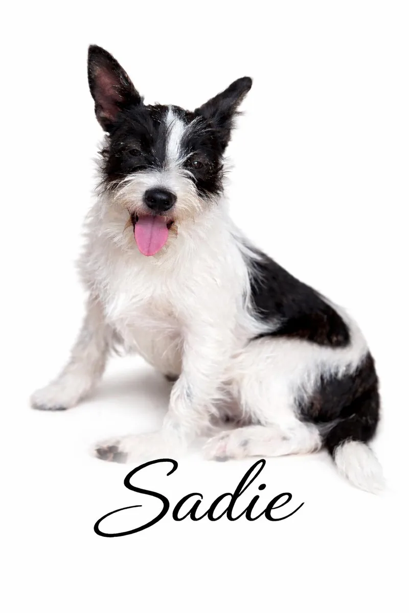 Sadie thumbnail 6