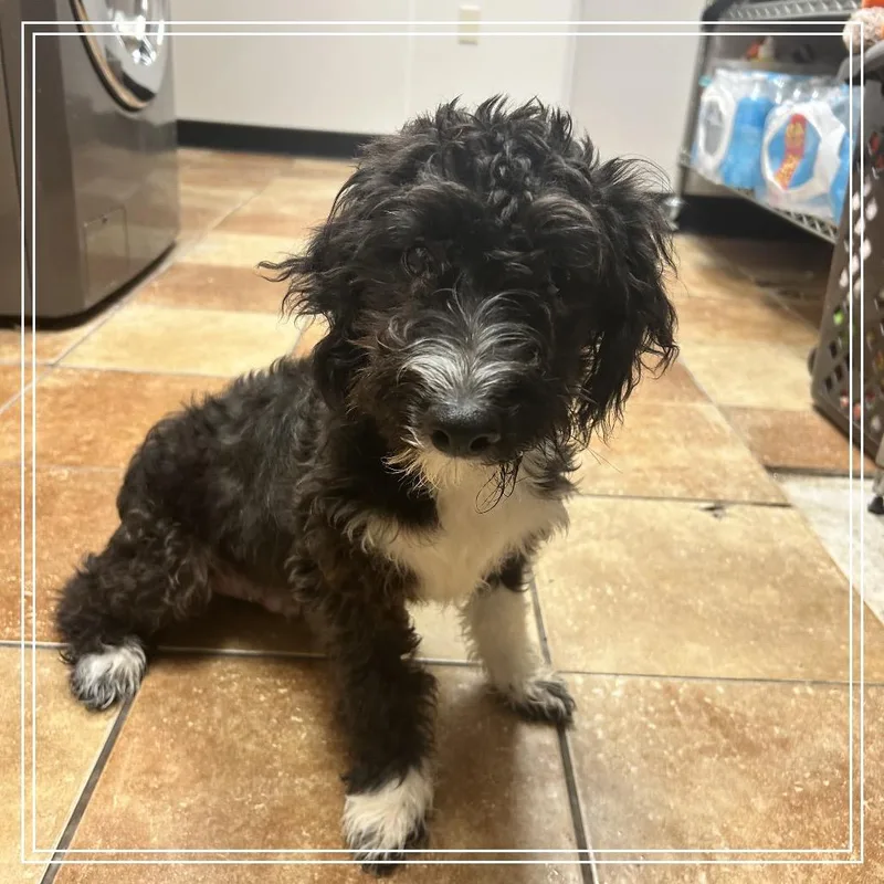 A baby small-sized male Black Terrier dog named FWT Spike for adoption in Midland, TX
