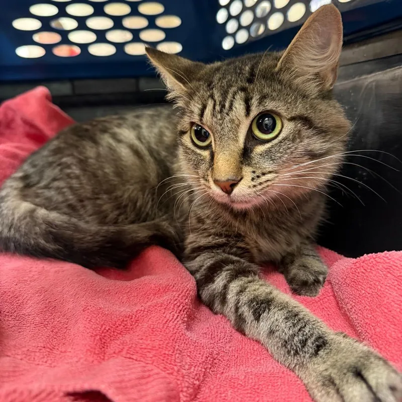 An adult medium-sized female Brown / Chocolate Domestic Medium Hair cat named Sophia for adoption in Birmingham, AL