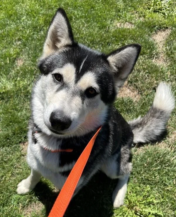 An adult large-sized female Siberian Husky dog named Luna for adoption in Salem, OR