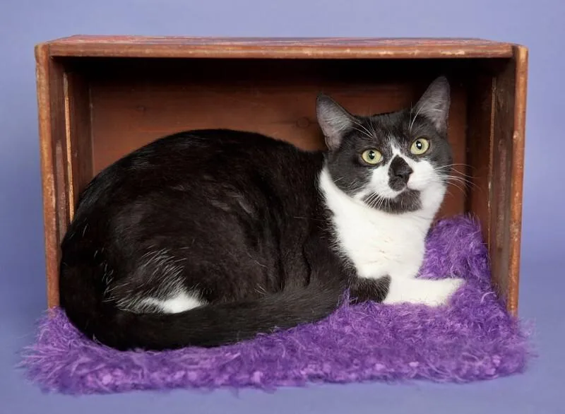 An adult medium-sized female White Domestic Short Hair cat named Lily Langtry for adoption in Friendswood, TX