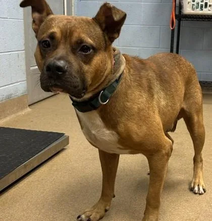 An adult large-sized male Mixed Breed dog named Nolan for adoption in Chamblee, GA