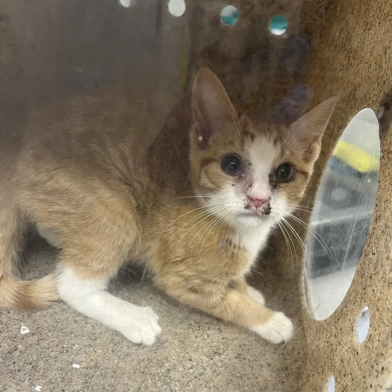 A baby small-sized female Orange / Red Domestic Short Hair cat named Delilah for adoption in Harrisonburg, VA