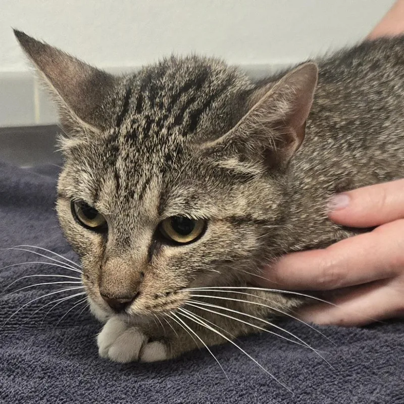 An adult medium-sized female Brown / Chocolate Domestic Short Hair cat named Bumper Sticker for adoption in Austin, TX