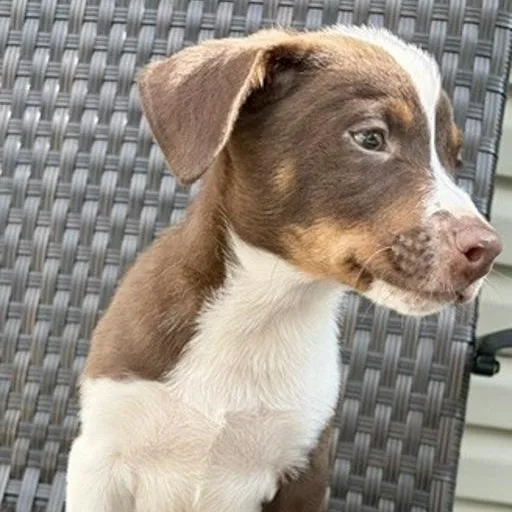 A baby small-sized male Mixed Breed dog named Quincey for adoption in Toledo, OH