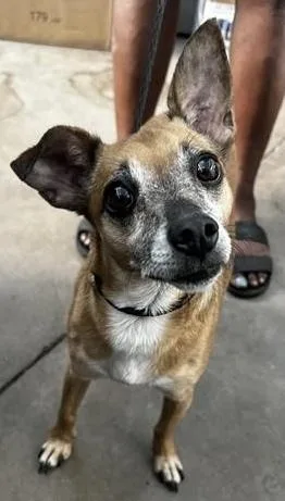 An adult small-sized male Chihuahua dog named Romeo Jack for adoption in Plymouth, MN