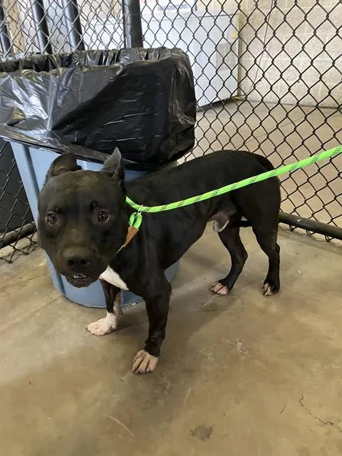 A young large-sized male Mixed Breed dog named Blanket for adoption in Dallas, TX