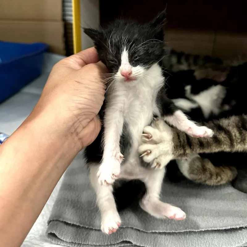 A baby small-sized female Black Domestic Short Hair cat named Brynn for adoption in Long Beach, CA