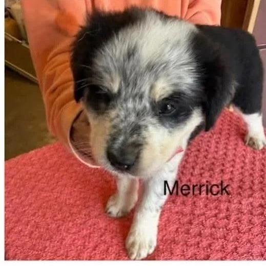 A baby small-sized male Mixed Breed dog named Merrick for adoption in Alexandria, VA