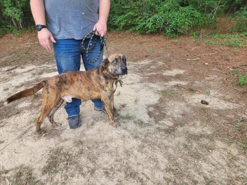 An adult large-sized male Brindle Catahoula Leopard Dog named Blue Eyes for adoption in Silsbee, TX