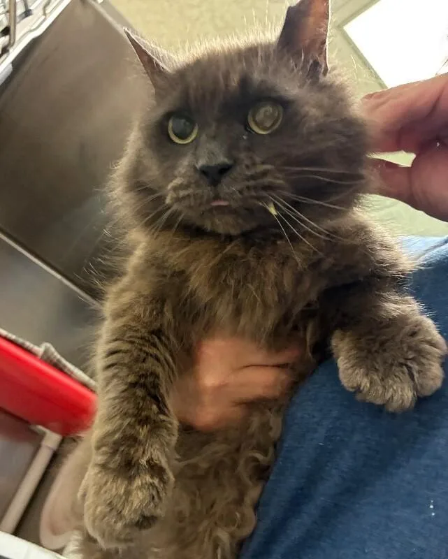 An adult medium-sized male Gray / Blue / Silver Domestic Short Hair cat named Flint for adoption in Cincinnati, OH