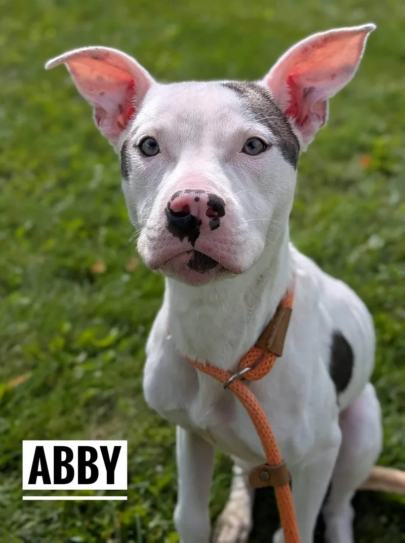 A young medium-sized female White / Cream Mixed Breed dog named Abby for adoption in Flint, MI