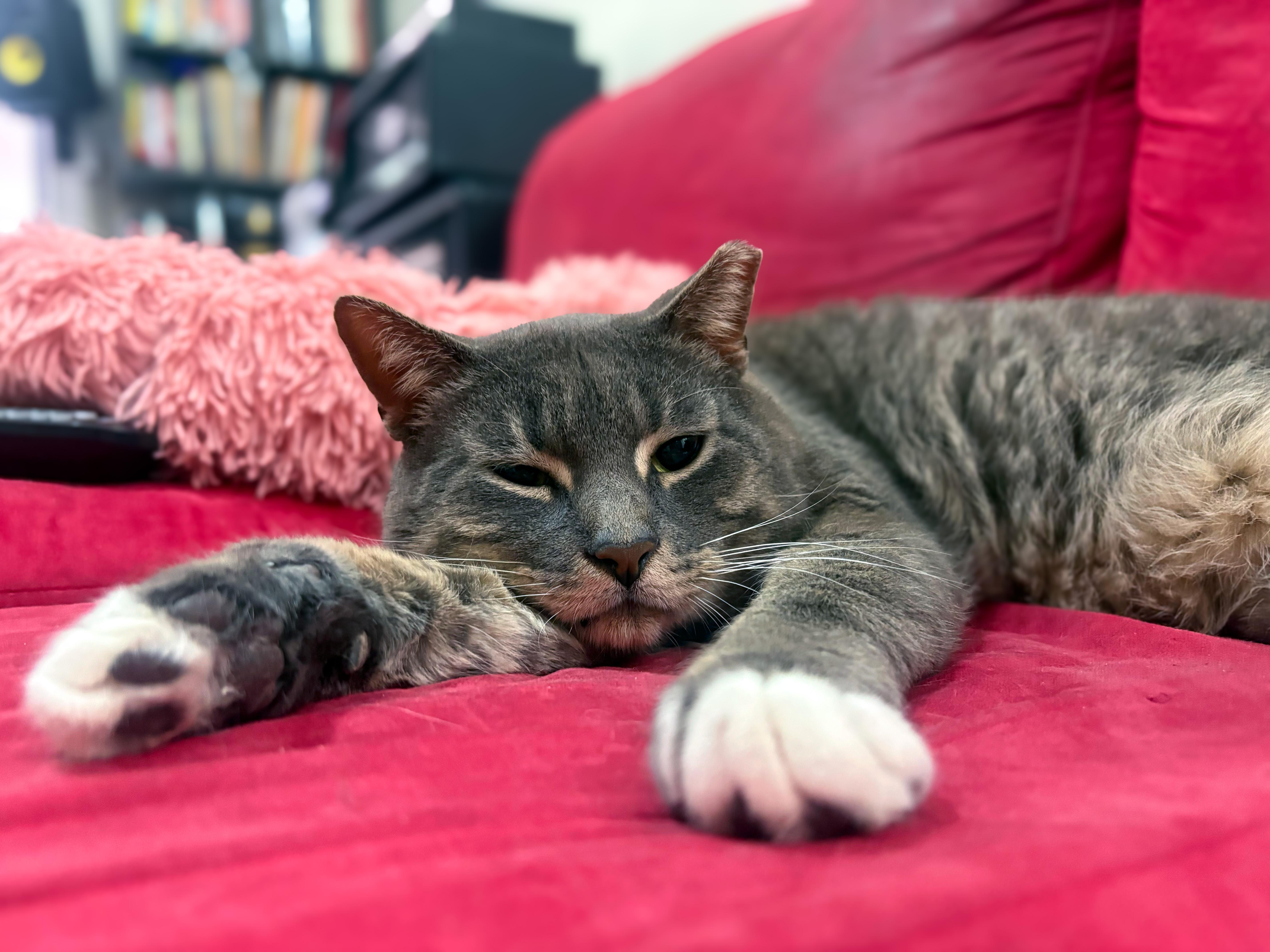 An adult medium-sized male American Shorthair cat named Timothy & Bradley for adoption in New York, NY